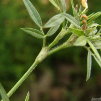 Stylosanthes guianensis (Aubl.) Sw.